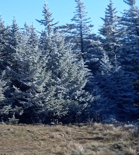 Exploring Nature's Frozen Oasis: Hiking in the Frost