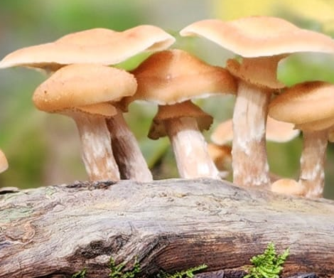 Shrooms Rule!